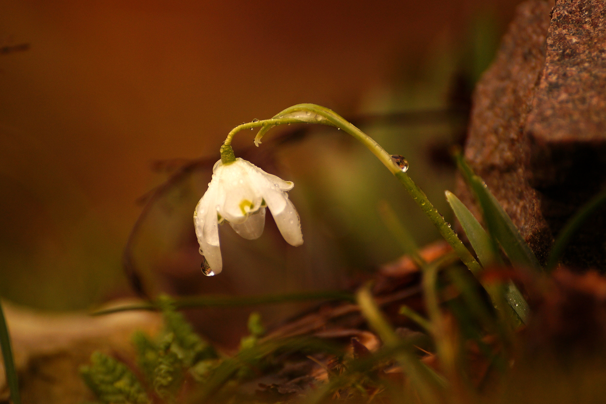 Sony DT 55-300mm F4.5-5.6 SAM sample photo. Galanthus nivalis photography