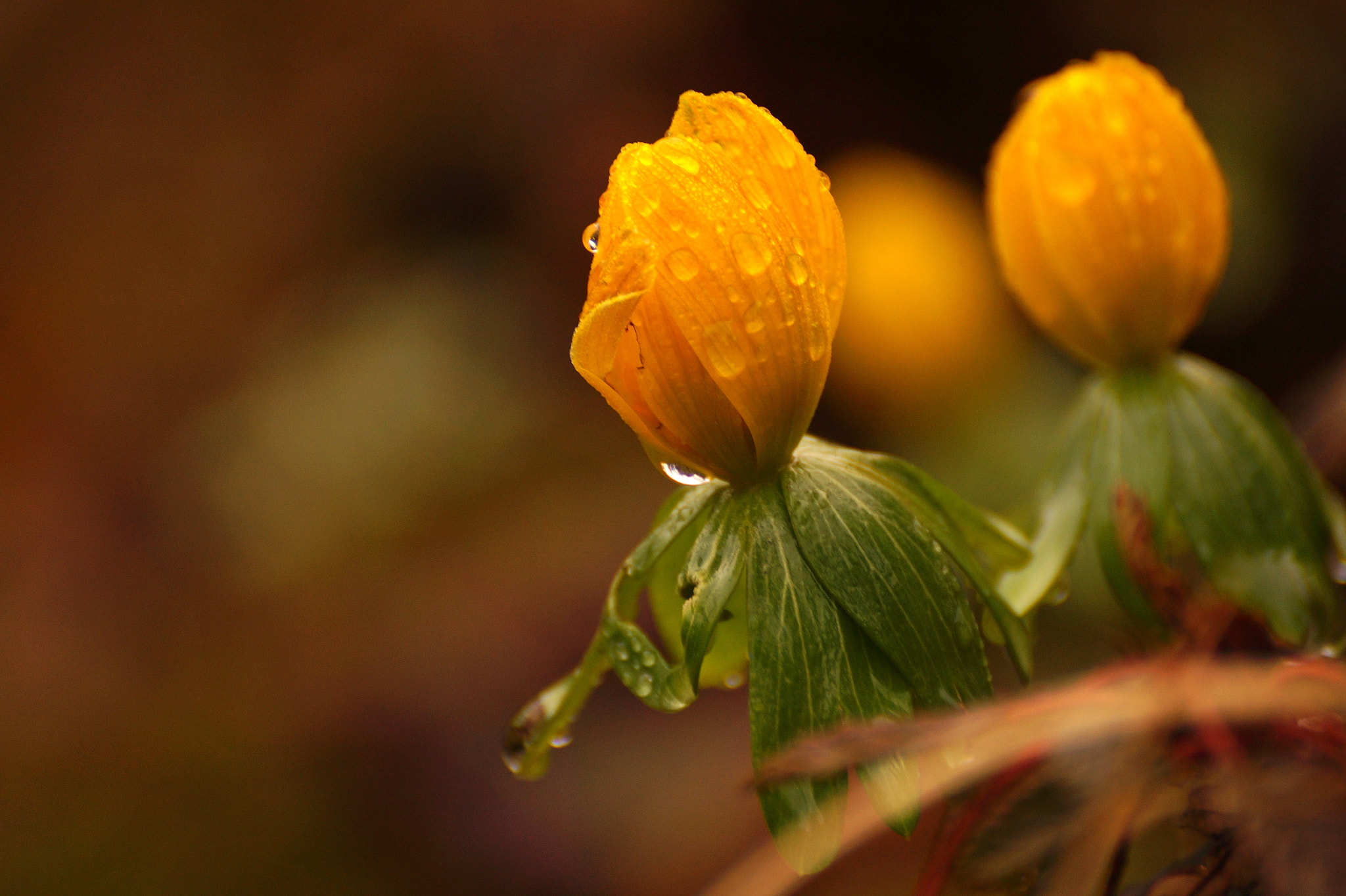 Sony DT 55-300mm F4.5-5.6 SAM sample photo. Eranthis hyemalis photography