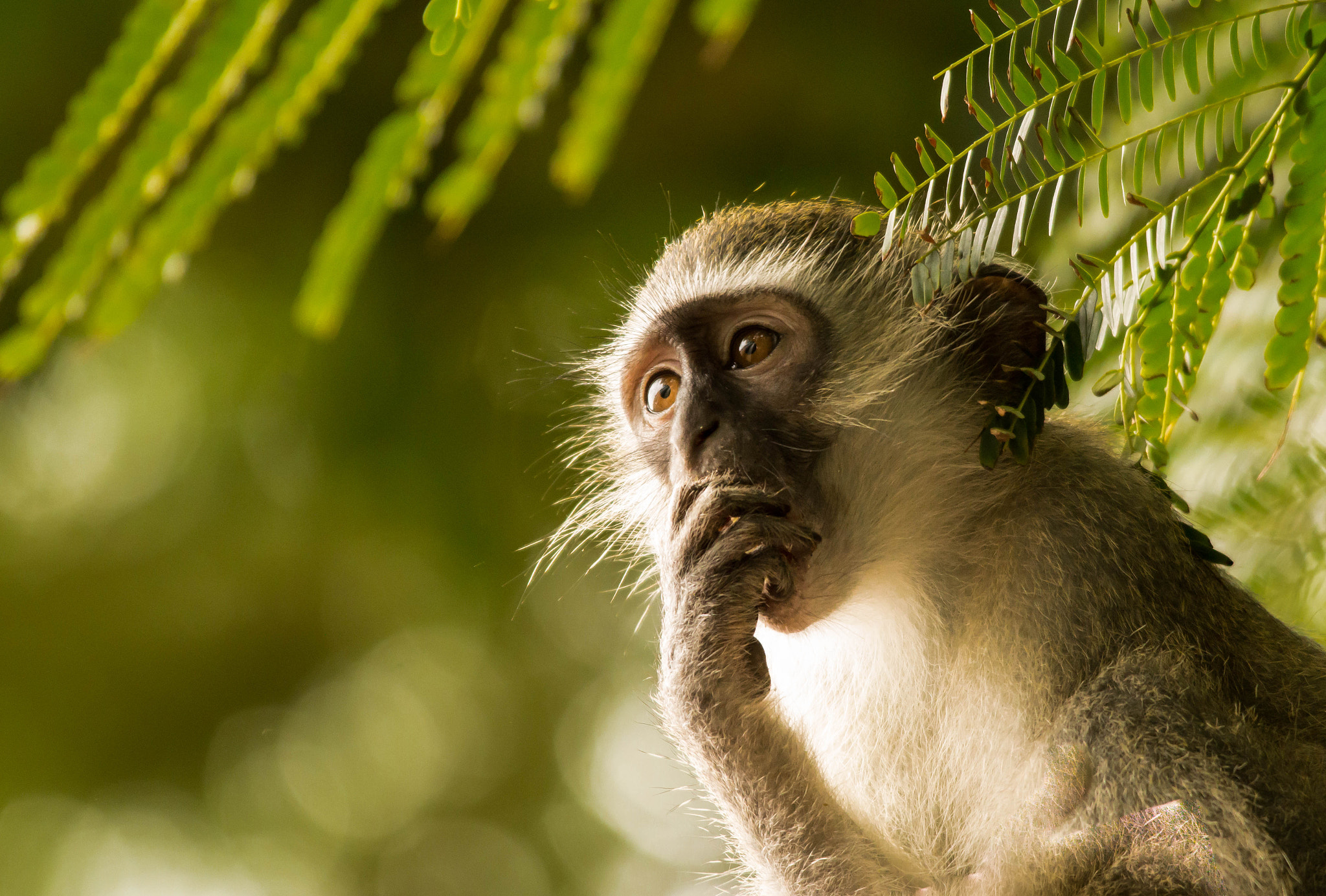 Nikon D3200 + Sigma 150-500mm F5-6.3 DG OS HSM sample photo. African vervet monkey photography