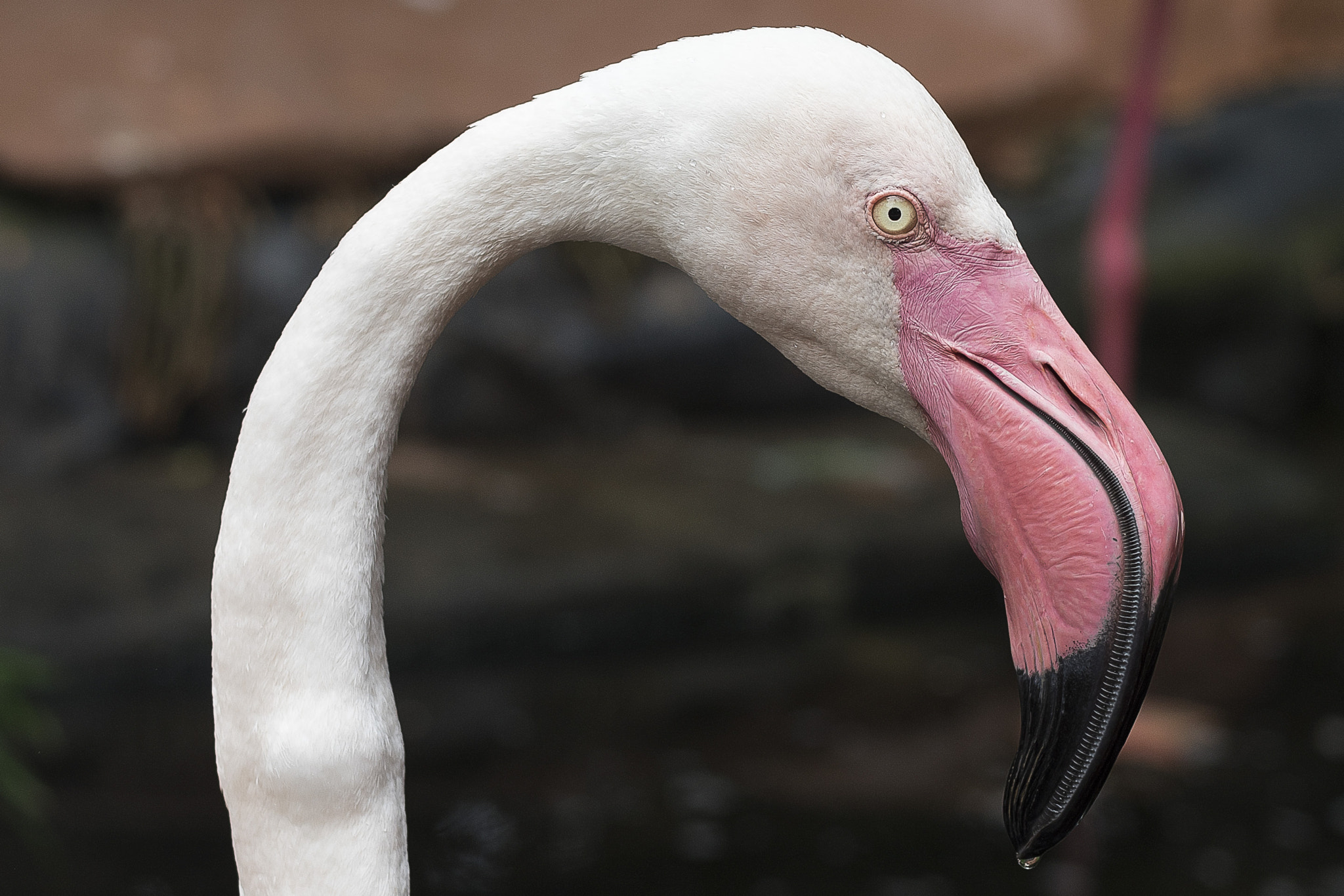 Nikon D810 + Nikon AF-S Nikkor 50mm F1.8G sample photo. Flamingo photography