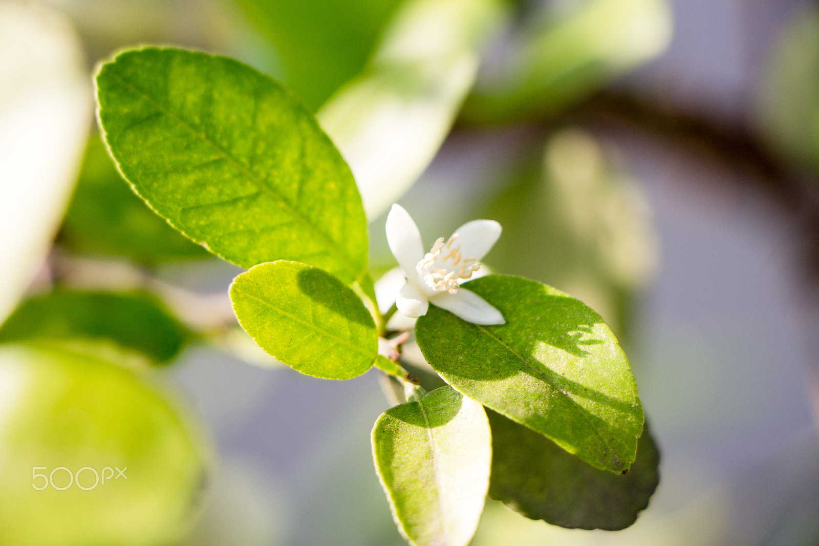 Canon EOS 700D (EOS Rebel T5i / EOS Kiss X7i) sample photo. Flower photography