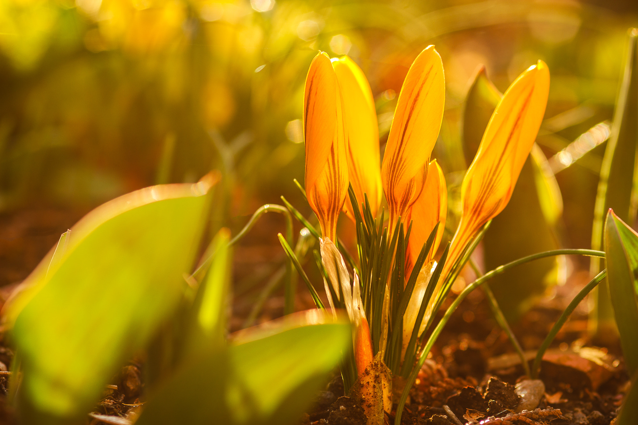 Canon EOS 60D + Sigma 105mm F2.8 EX DG Macro sample photo. Krokus im morgenschein photography