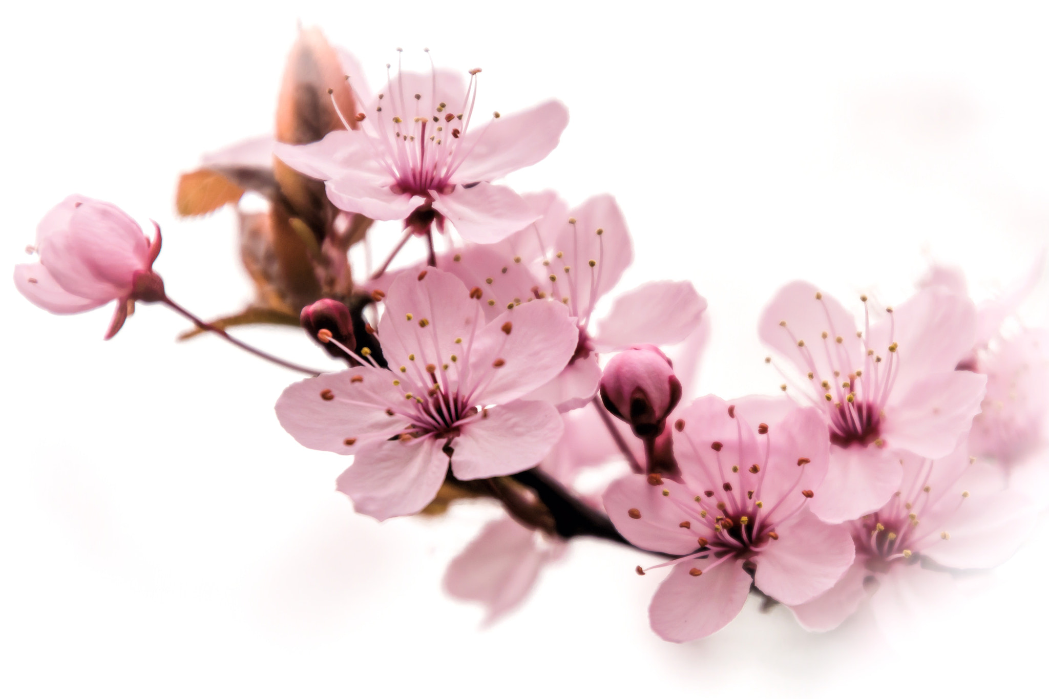 Nikon D7200 sample photo. Blossom photography