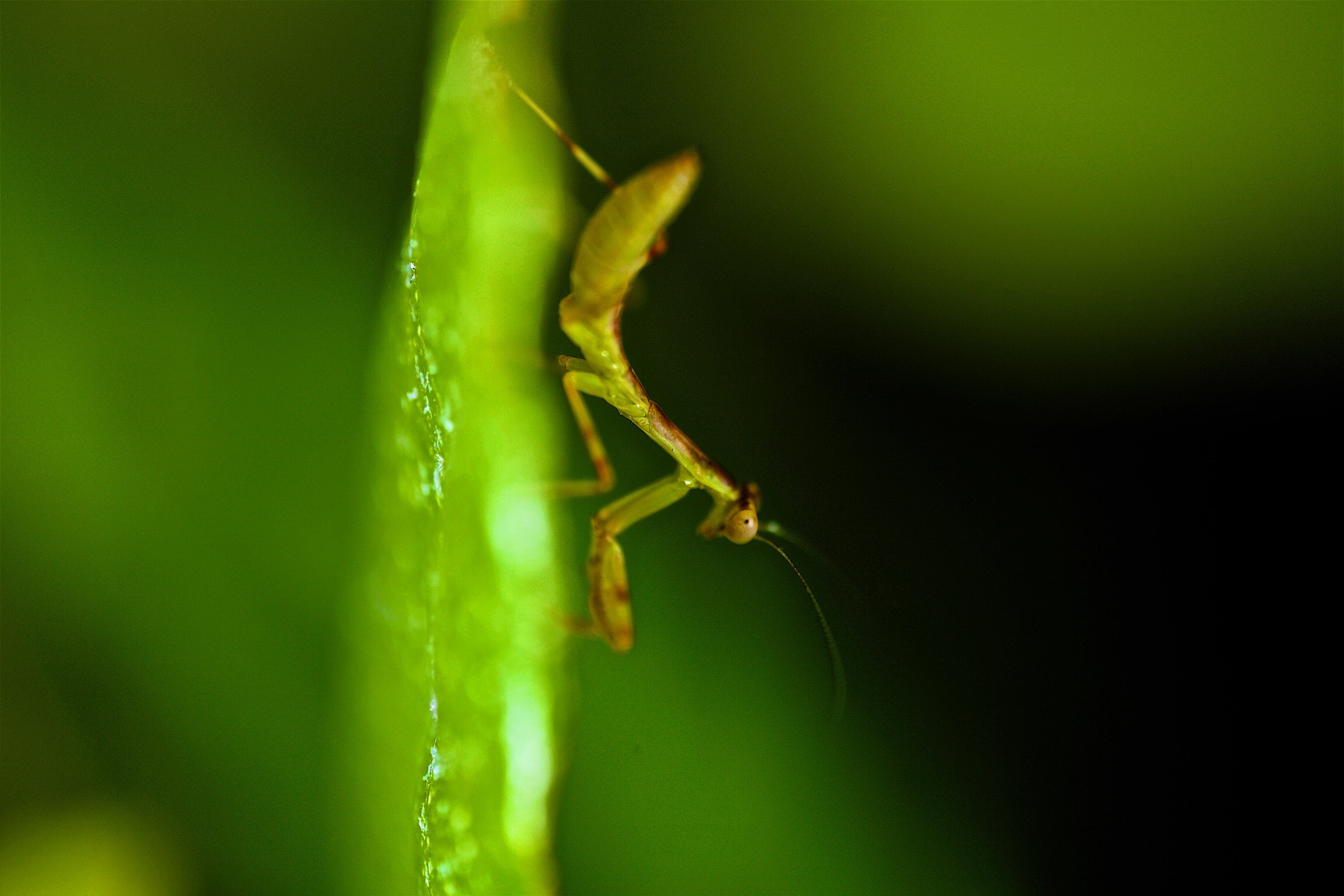 Canon MP-E 65mm F2.5 1-5x Macro Photo sample photo