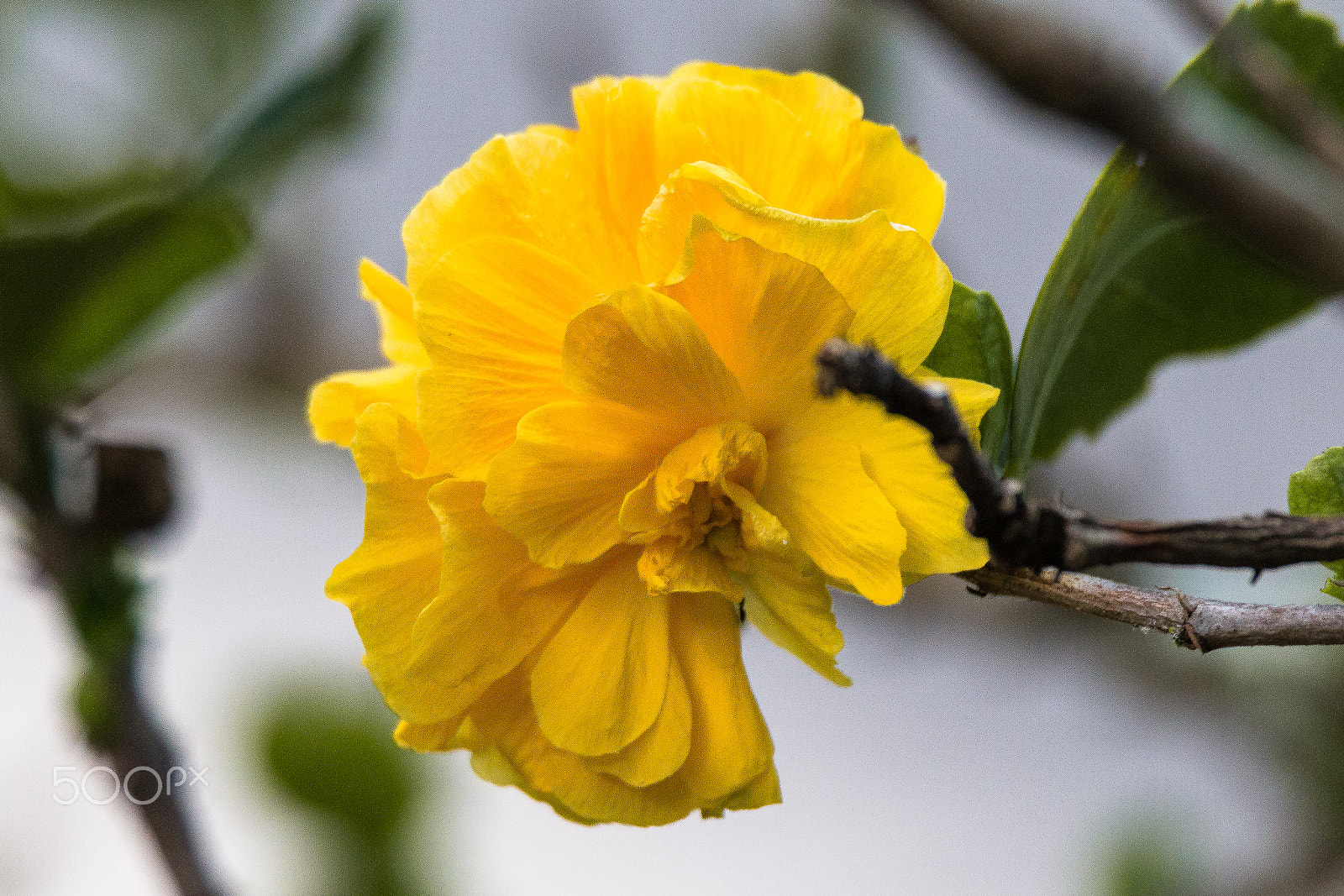 Tamron SP 150-600mm F5-6.3 Di VC USD sample photo. Hibiscus, double yellow photography