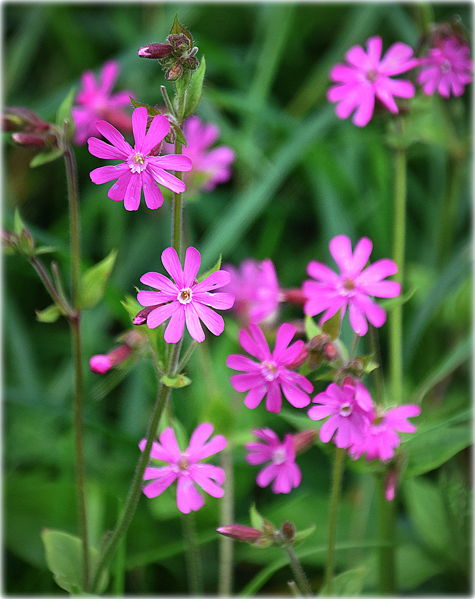 Nikon D810 sample photo. "un  peux printems;2" photography