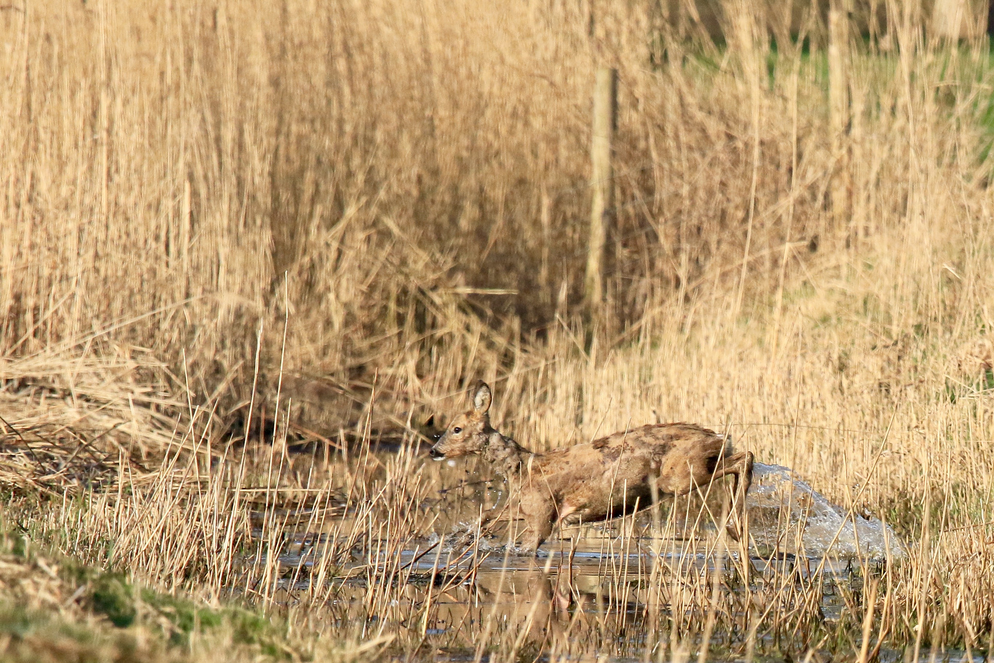 Sigma 150mm f/2.8 EX DG OS HSM APO Macro sample photo. Roe female,running through the ditch picture was taken nearby heukelum. photography