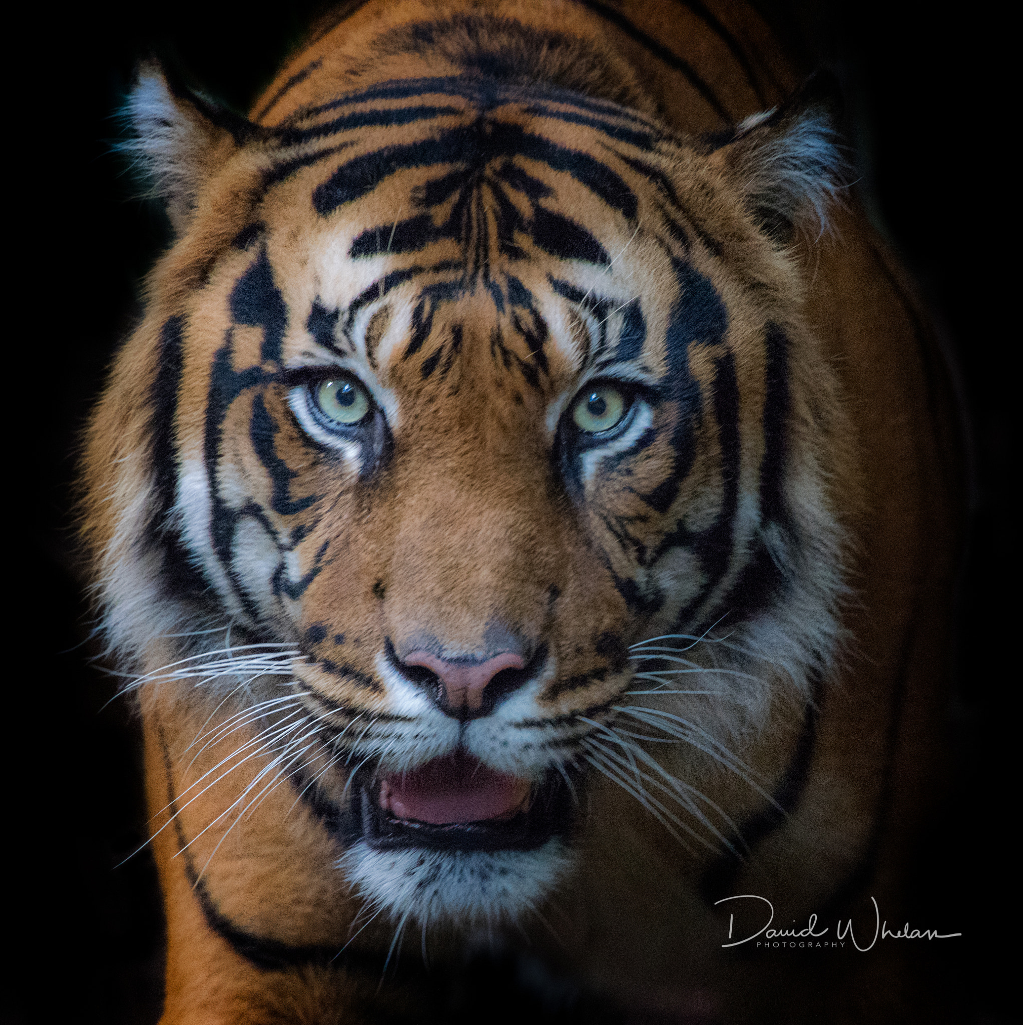 Nikon D810 + Nikon AF-S Nikkor 400mm F2.8E FL ED VR sample photo. Hutan photography