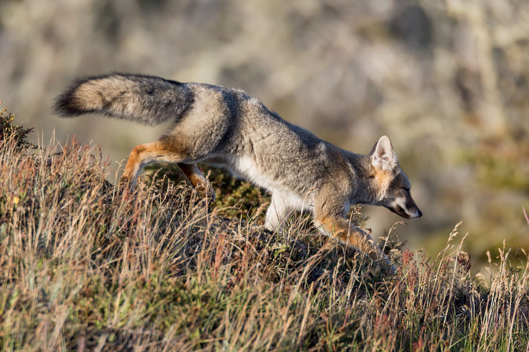 Nikon D7100 + Tamron SP 70-200mm F2.8 Di VC USD sample photo. Subantarctic fox, cancelling photo session photography