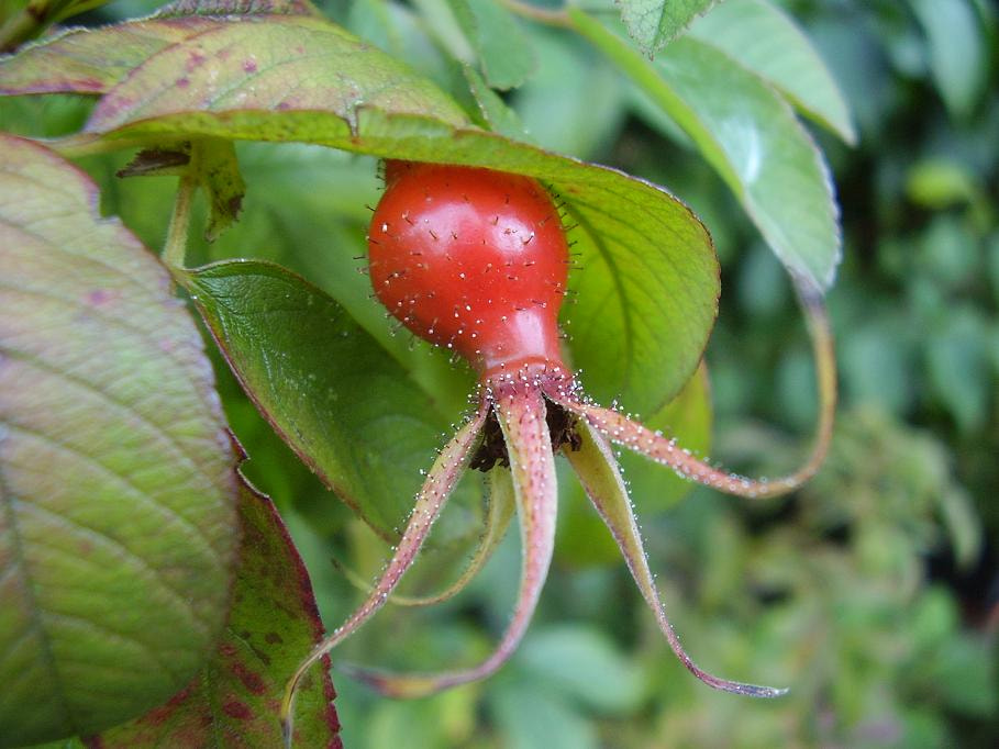 Olympus FE100,X710 sample photo. Detail of rose hip photography