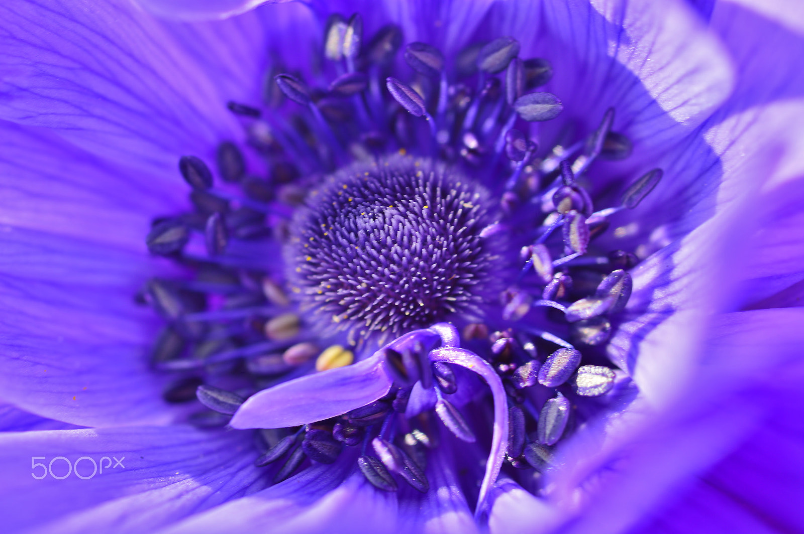 Nikon D3200 sample photo. Macro nature......anemone photography