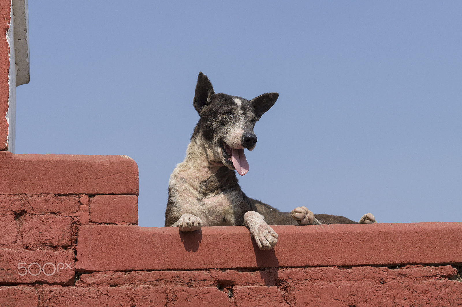 Sony Alpha a5000 (ILCE 5000) + E 60mm F2.8 sample photo. India dogs 5 photography