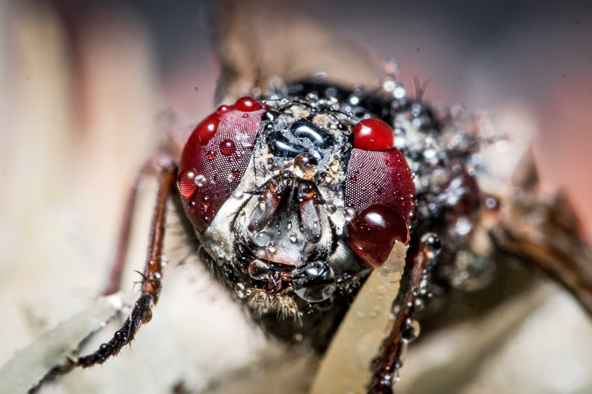 Sigma 105mm F2.8 EX DG OS HSM sample photo. Macro photography