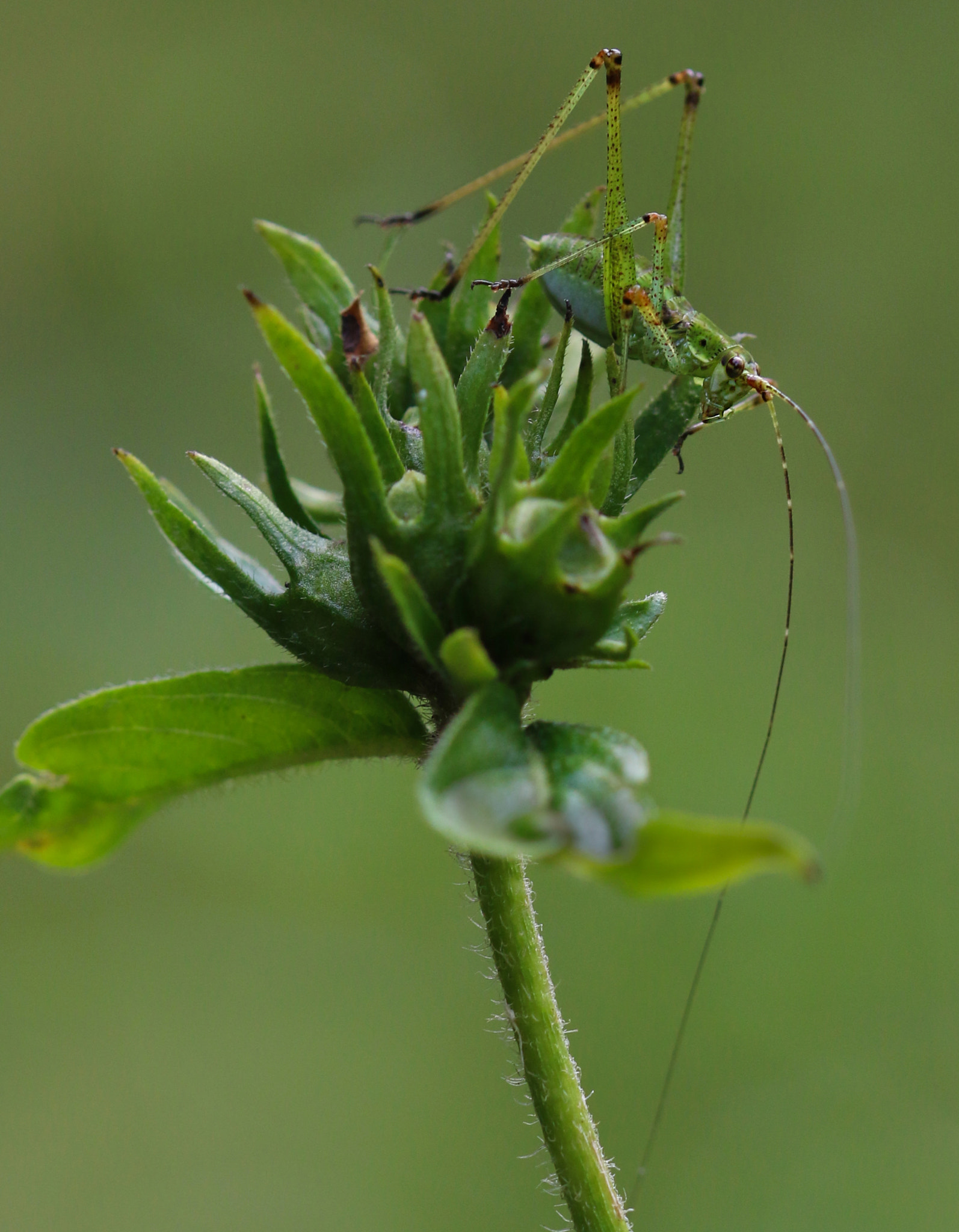 Canon EOS 7D Mark II + Sigma 105mm F2.8 EX DG OS HSM sample photo. Tiny hopper photography