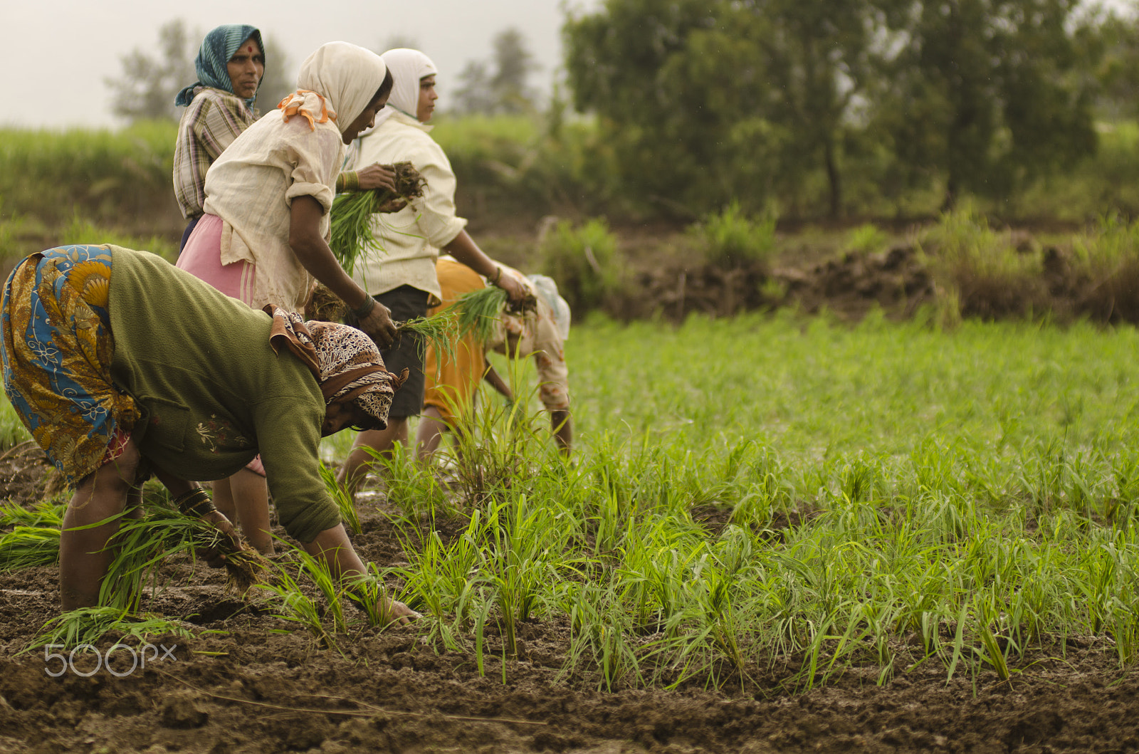 Nikon AF-Nikkor 80-200mm F2.8D ED sample photo. Planting rice photography