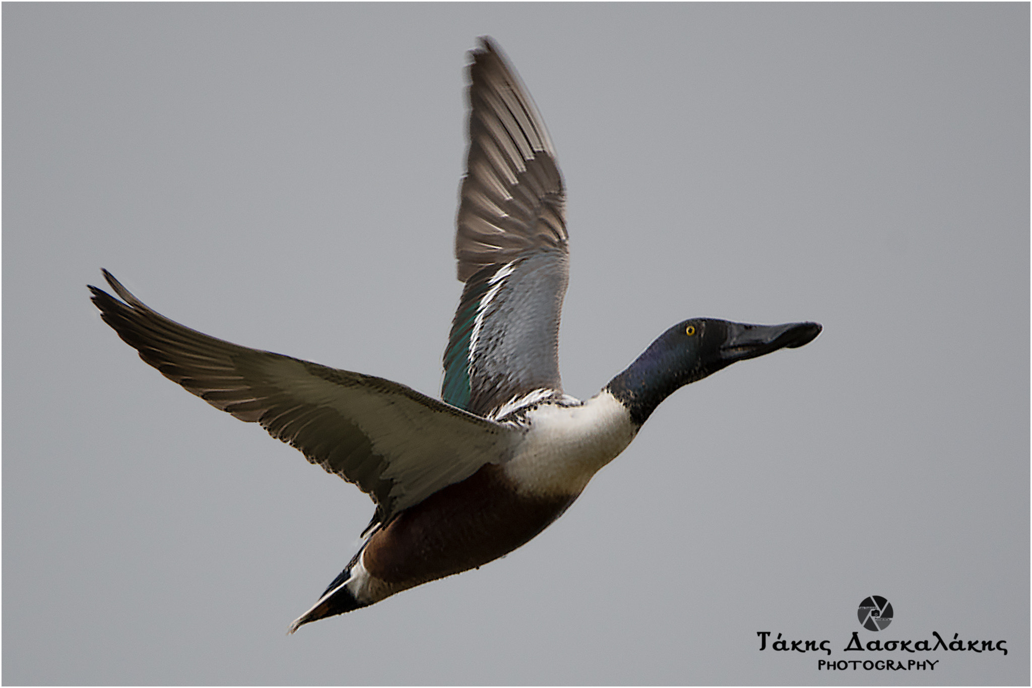 Sigma 150-600mm F5-6.3 DG OS HSM | S sample photo. Dsc photography