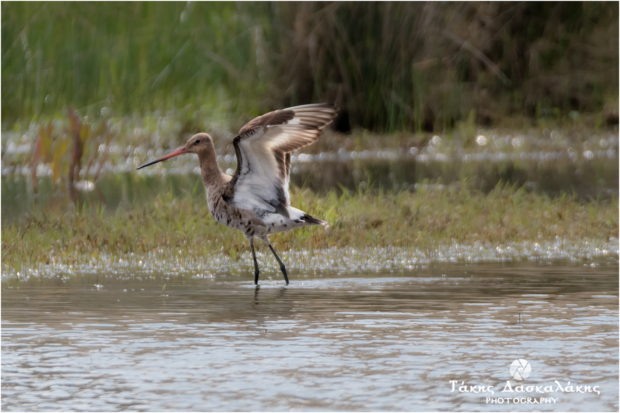 Sigma 150-600mm F5-6.3 DG OS HSM | S sample photo. Dsc photography