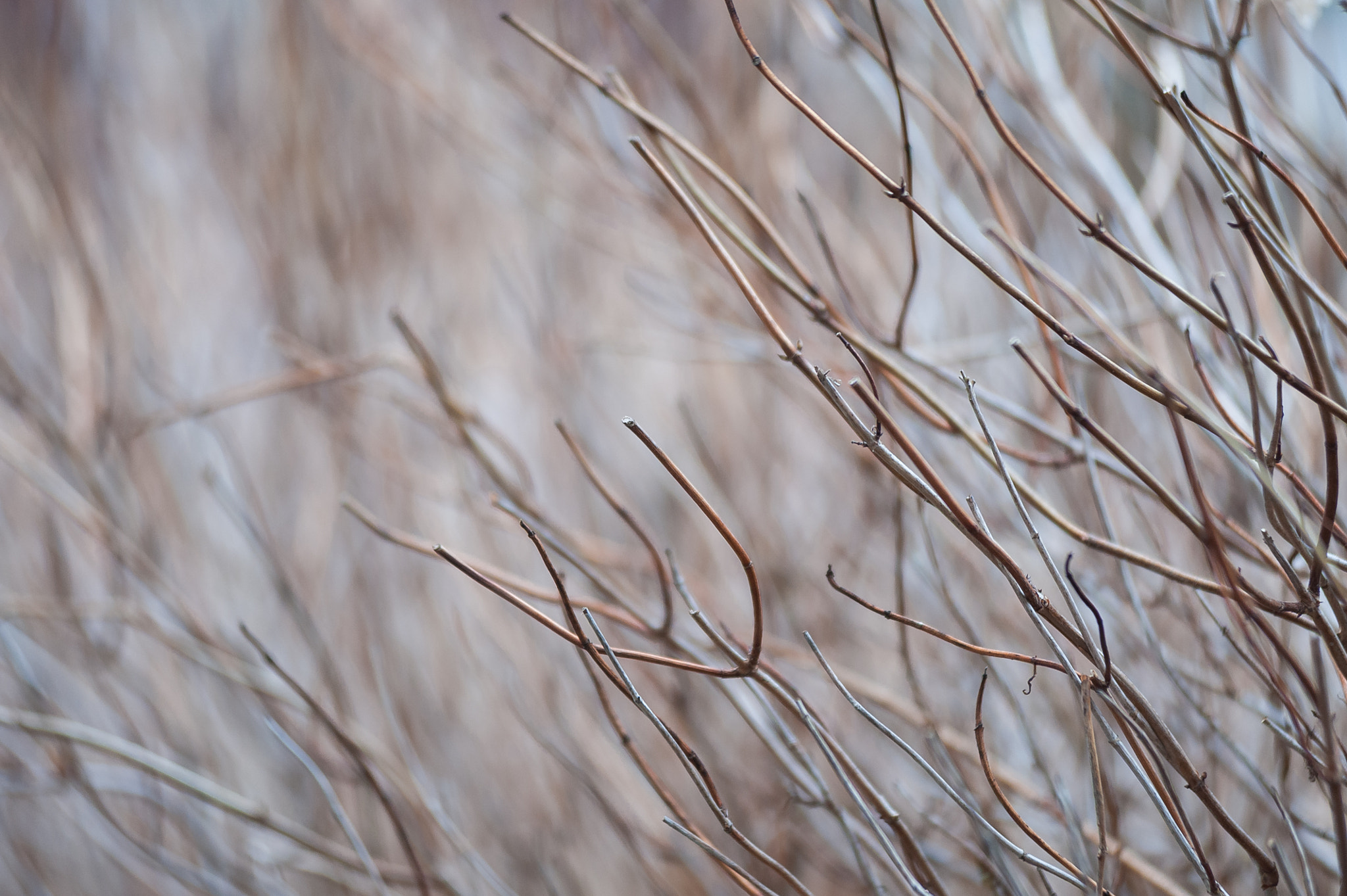 AF Zoom-Nikkor 80-200mm f/2.8 ED sample photo. Just liking the bokeh photography