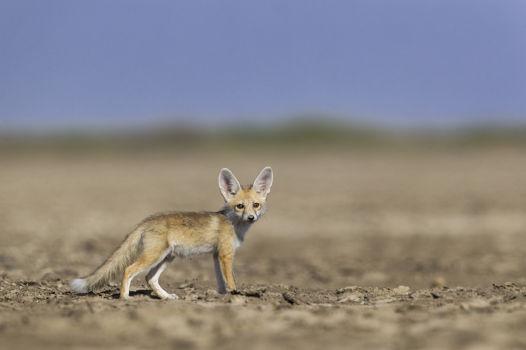 Canon EOS-1D X Mark II sample photo. Desert fox pup, march 2017 photography