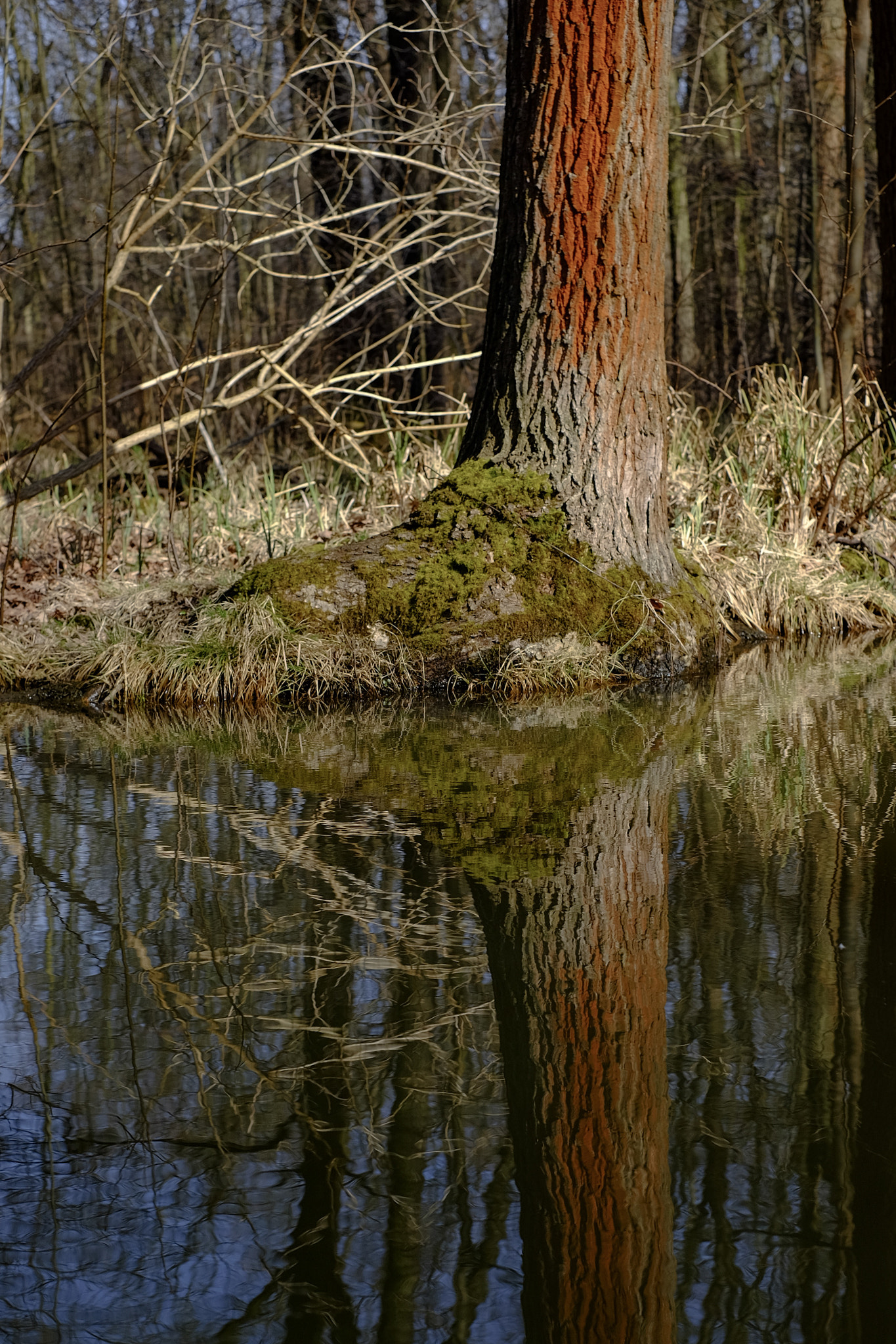 Fujifilm X-T1 + Fujifilm XF 35mm F1.4 R sample photo. Spreewald-spiegelung photography