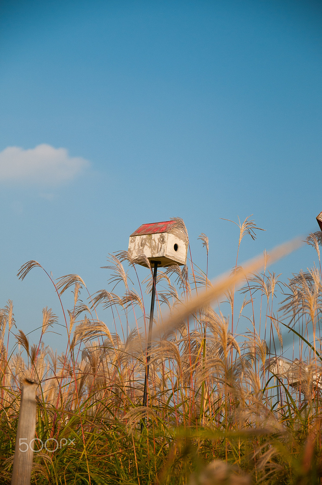 Nikon D300 sample photo. Bird house photography