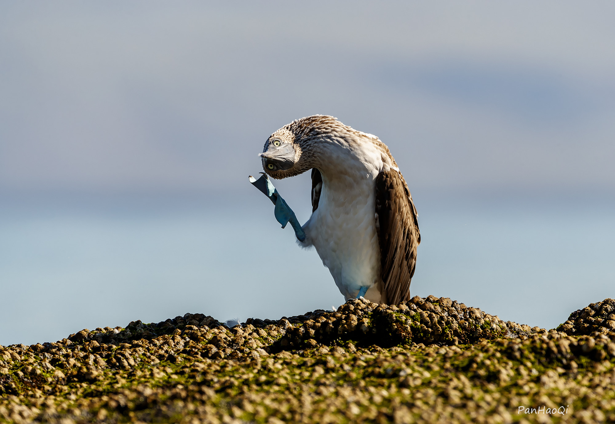 Canon EOS-1D X Mark II + Canon EF 200-400mm F4L IS USM Extender 1.4x sample photo. Blue-footed booby photography