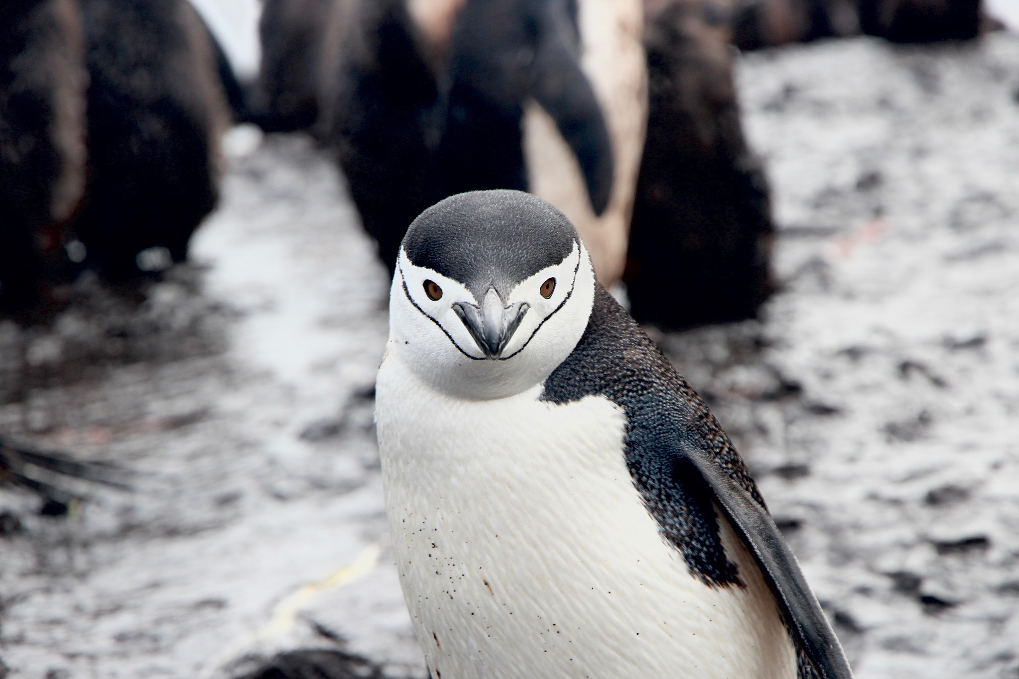 Canon EOS 600D (Rebel EOS T3i / EOS Kiss X5) sample photo. Chinstrap penguin photography
