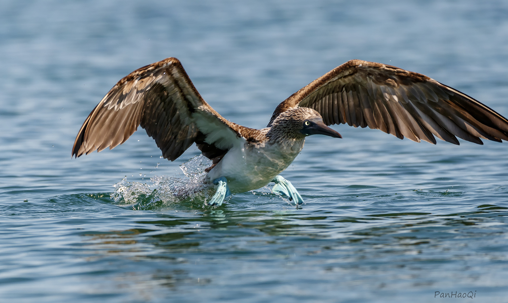 Canon EF 200-400mm F4L IS USM Extender 1.4x sample photo. Blue-footed booby photography
