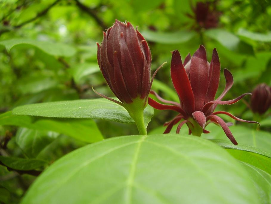 Olympus FE100,X710 sample photo. Beauty of calycanthus in bloom photography