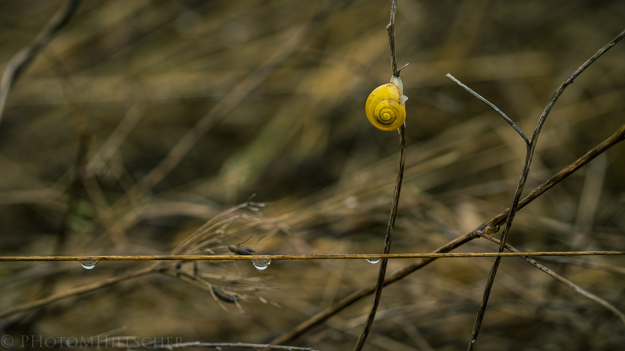 Fujifilm X-T1 + Fujifilm XF 90mm F2 R LM WR sample photo. Snow photography