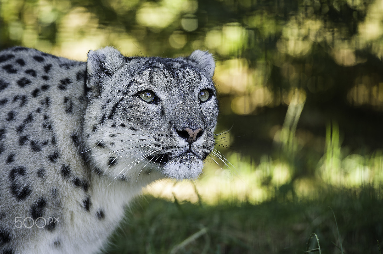 Nikon D5 sample photo. Snow leopard series photography