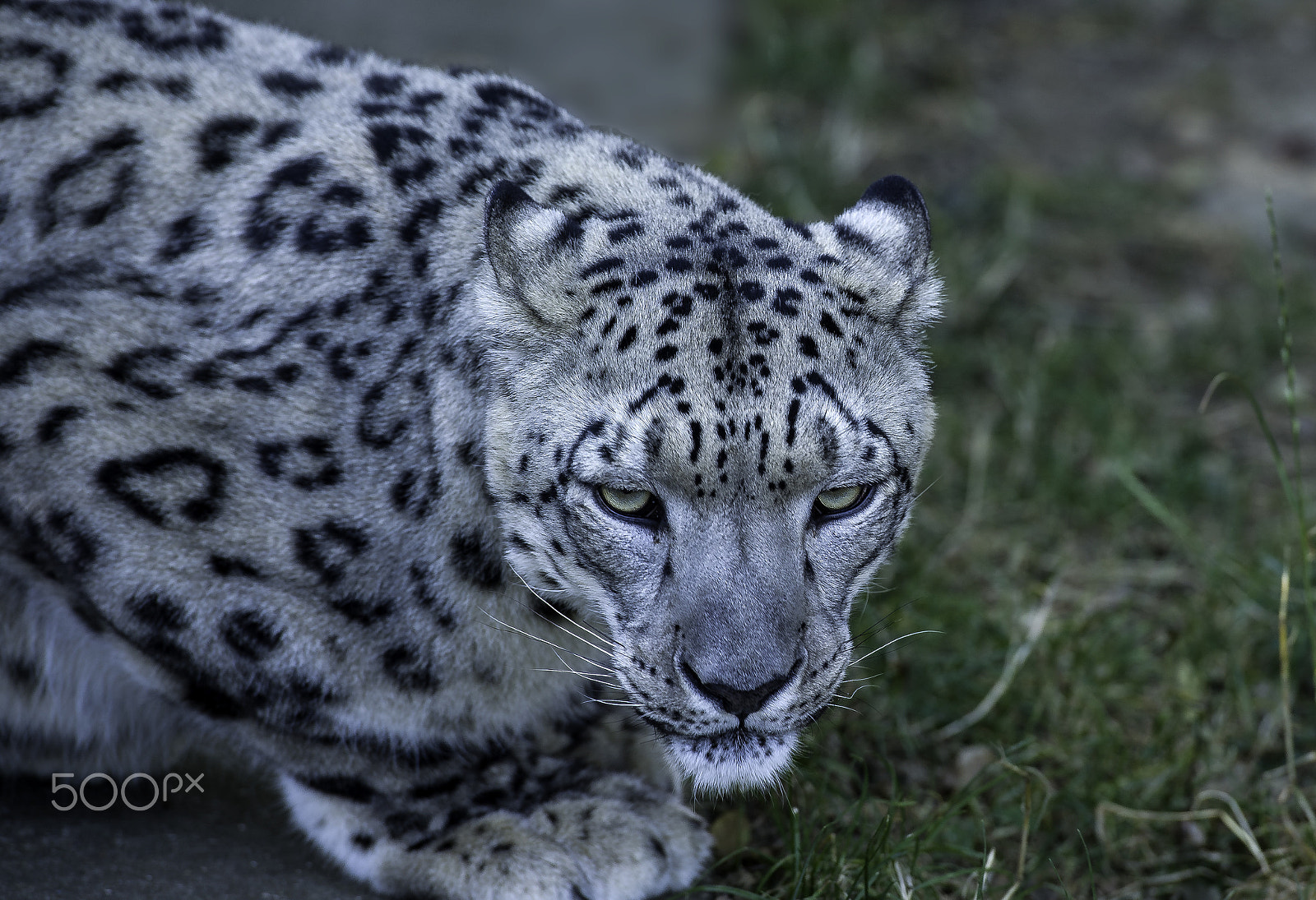 Nikon D5 sample photo. Snow leopard series photography