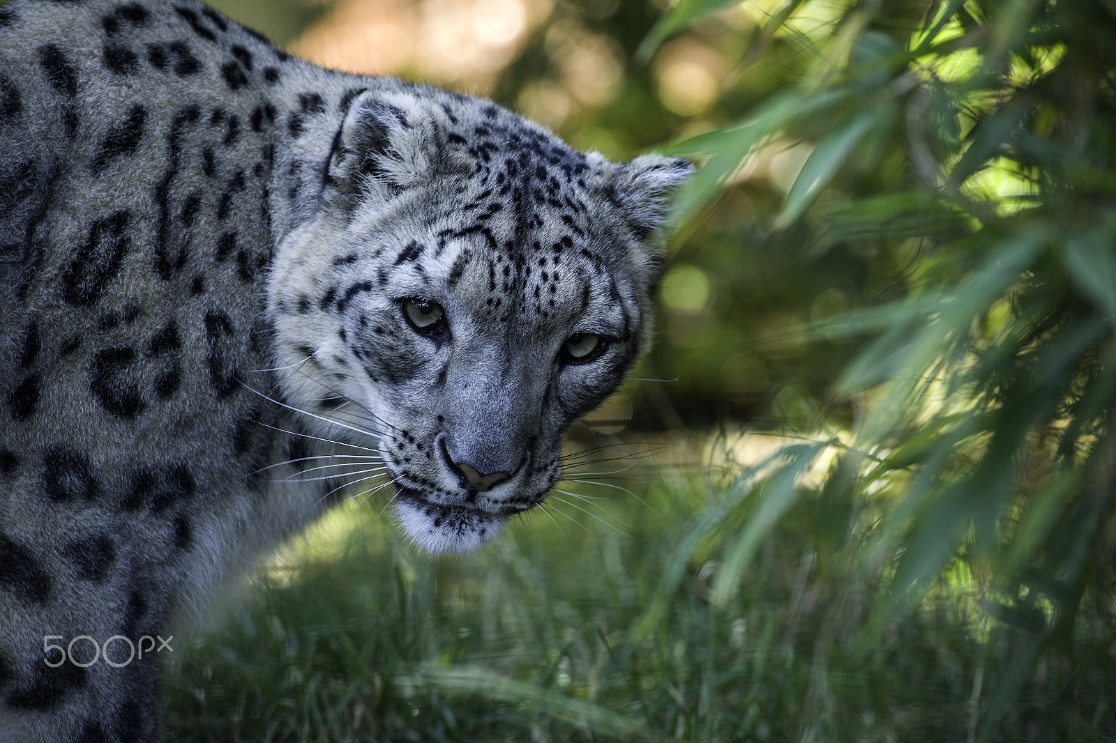 Nikon D5 + Nikon AF-S Nikkor 70-200mm F2.8G ED VR II sample photo. Snow leopard series photography