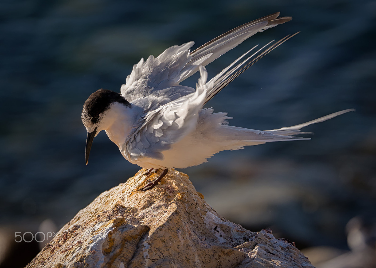 Panasonic Lumix DMC-GH4 + LEICA DG 100-400/F4.0-6.3 sample photo. White-fronted tern photography