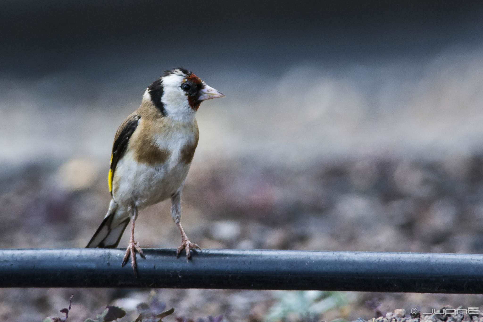 Nikon D7100 + Nikon AF-S Nikkor 300mm F4D ED-IF sample photo. Jilguero (carduelis carduelis parva) photography