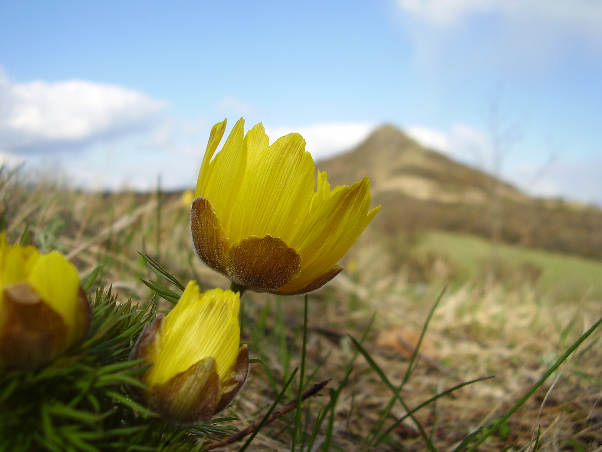 Olympus FE100,X710 sample photo. Adonis vernalis photography