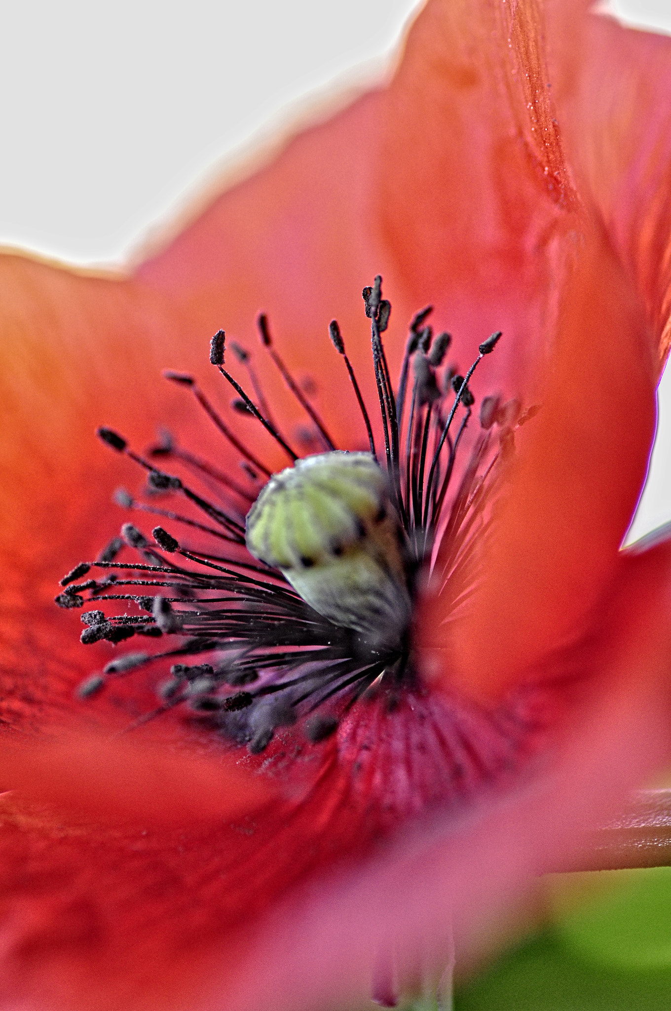 Nikon D5000 sample photo. Poppy photography