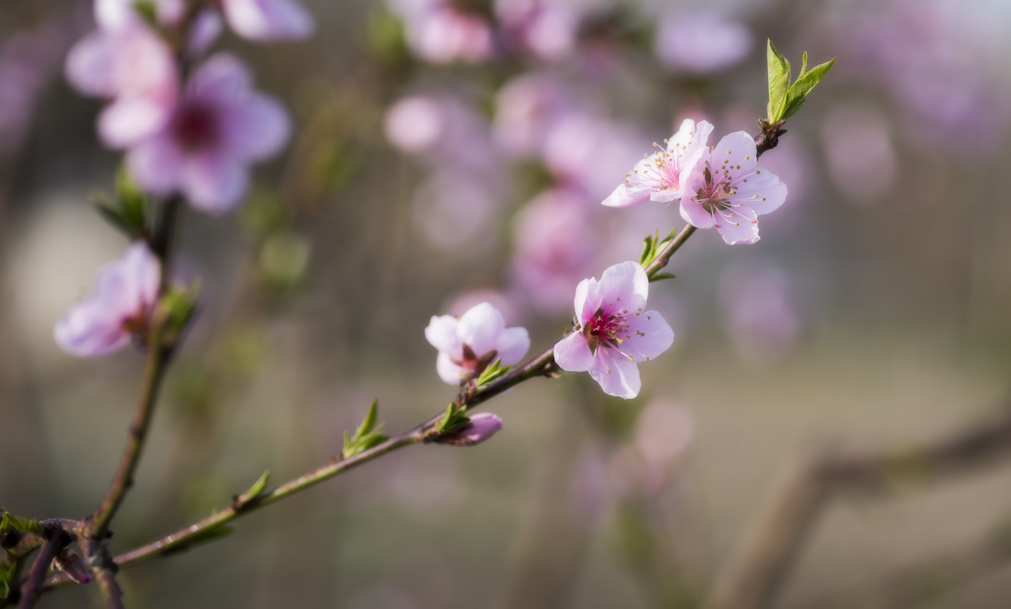 ZEISS Makro-Planar T* 100mm F2 sample photo. Cruel nature photography