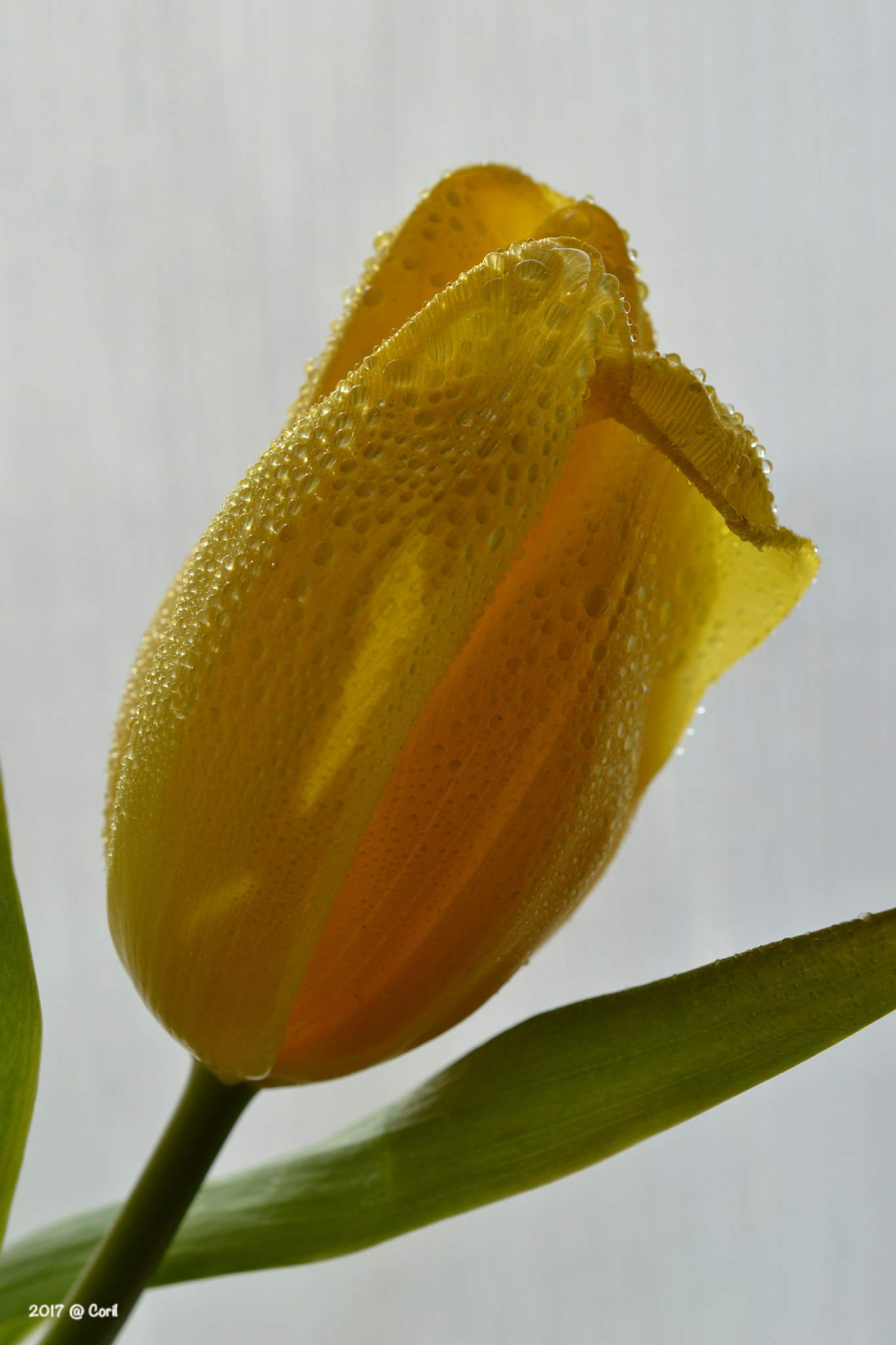 Nikon AF-S DX Micro Nikkor 40mm F2.8 sample photo