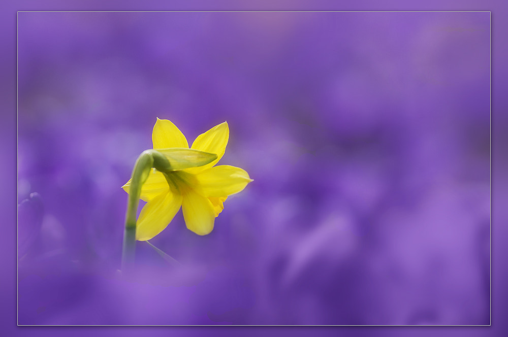 Nikon D300 + Sigma 150mm F2.8 EX DG OS Macro HSM sample photo. Easter lily photography