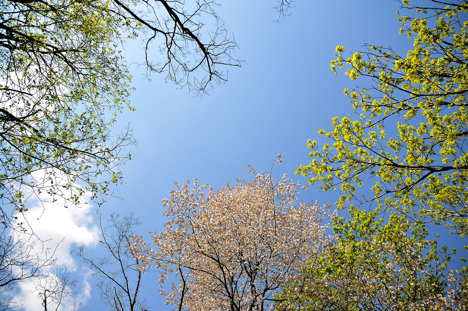 Nikon D300 sample photo. Spring sky... photography