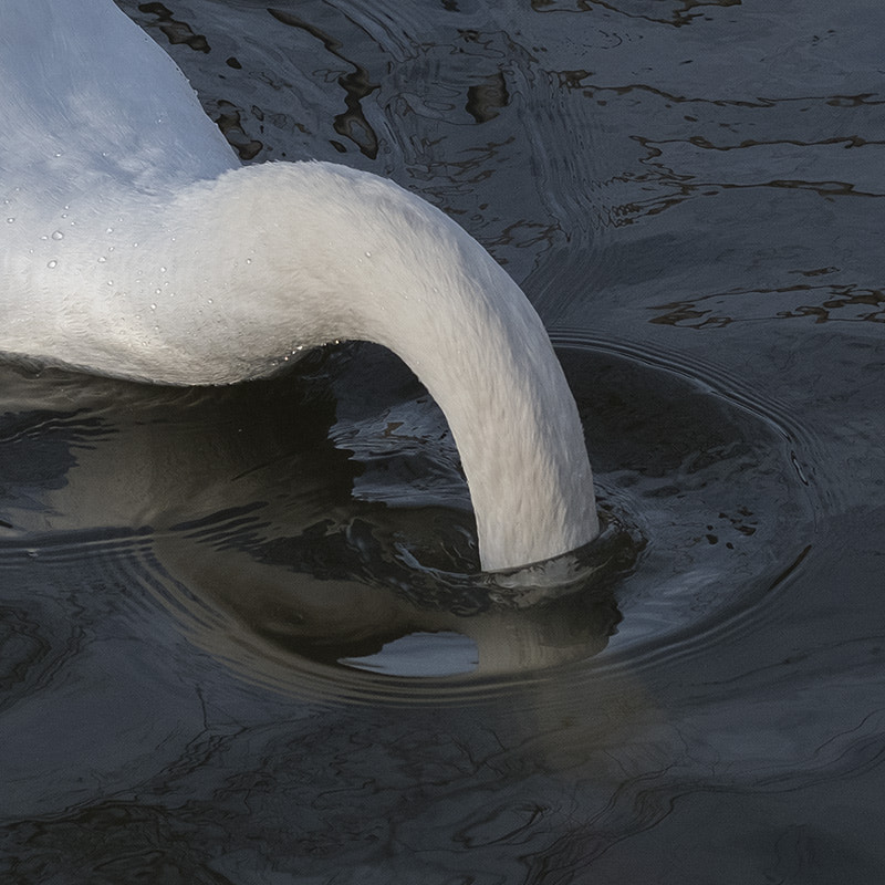 Fujifilm X-T2 + Fujifilm XF 56mm F1.2 R sample photo. Waterfowl photography