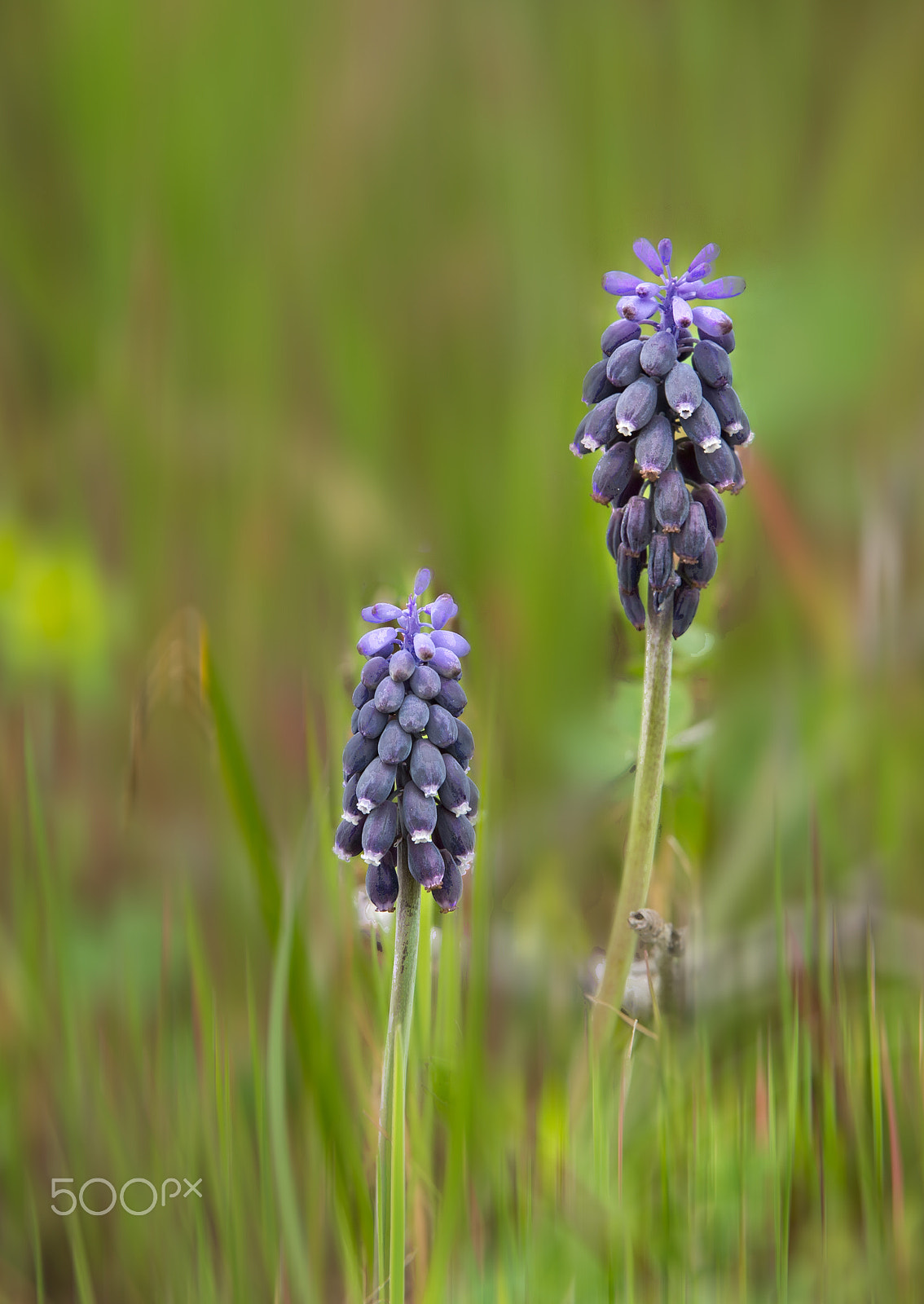 Nikon D600 sample photo. Hyacint clusters_muscari photography