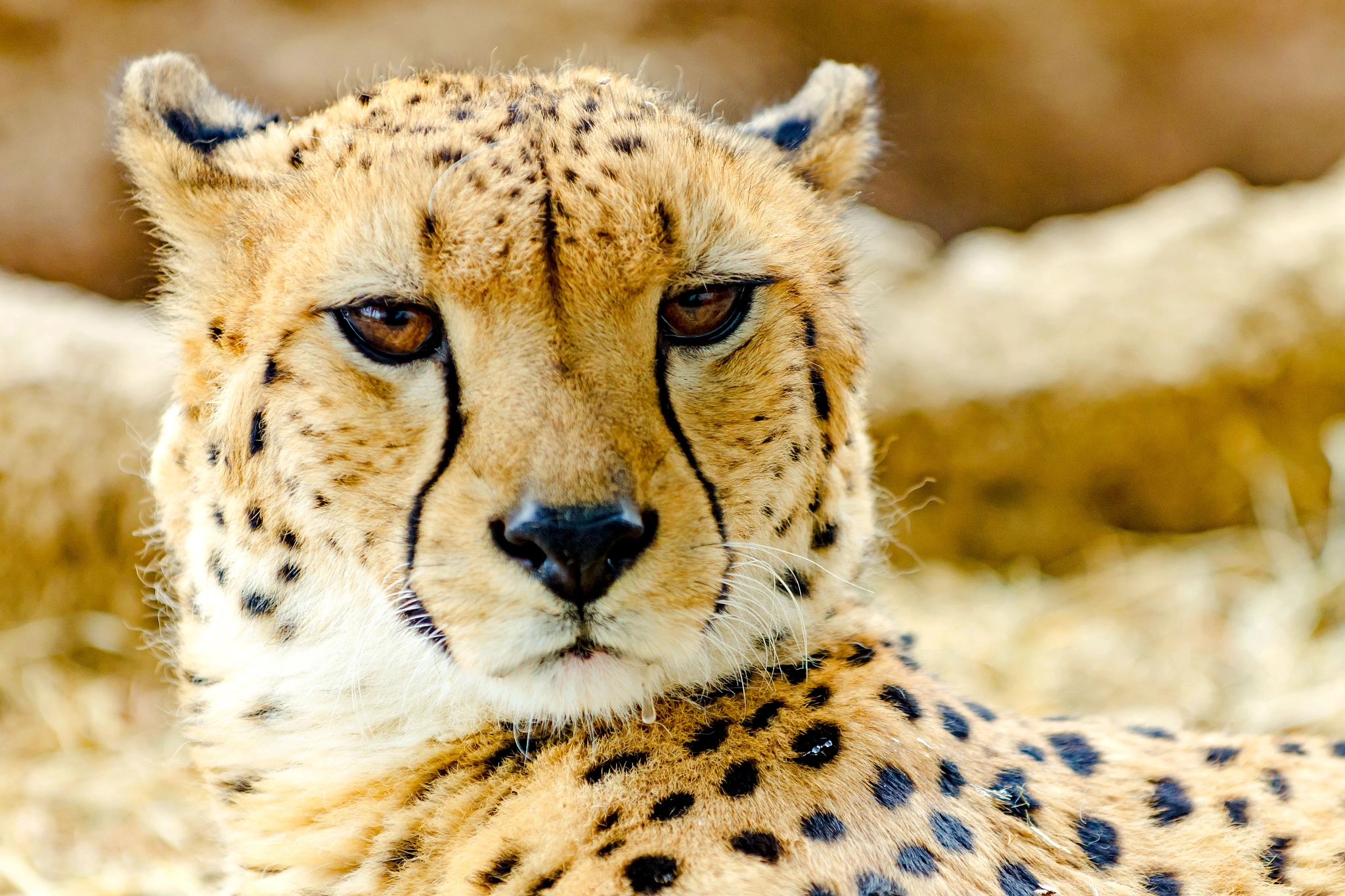 Nikon D7000 sample photo. Male cheetah, asnaro photography