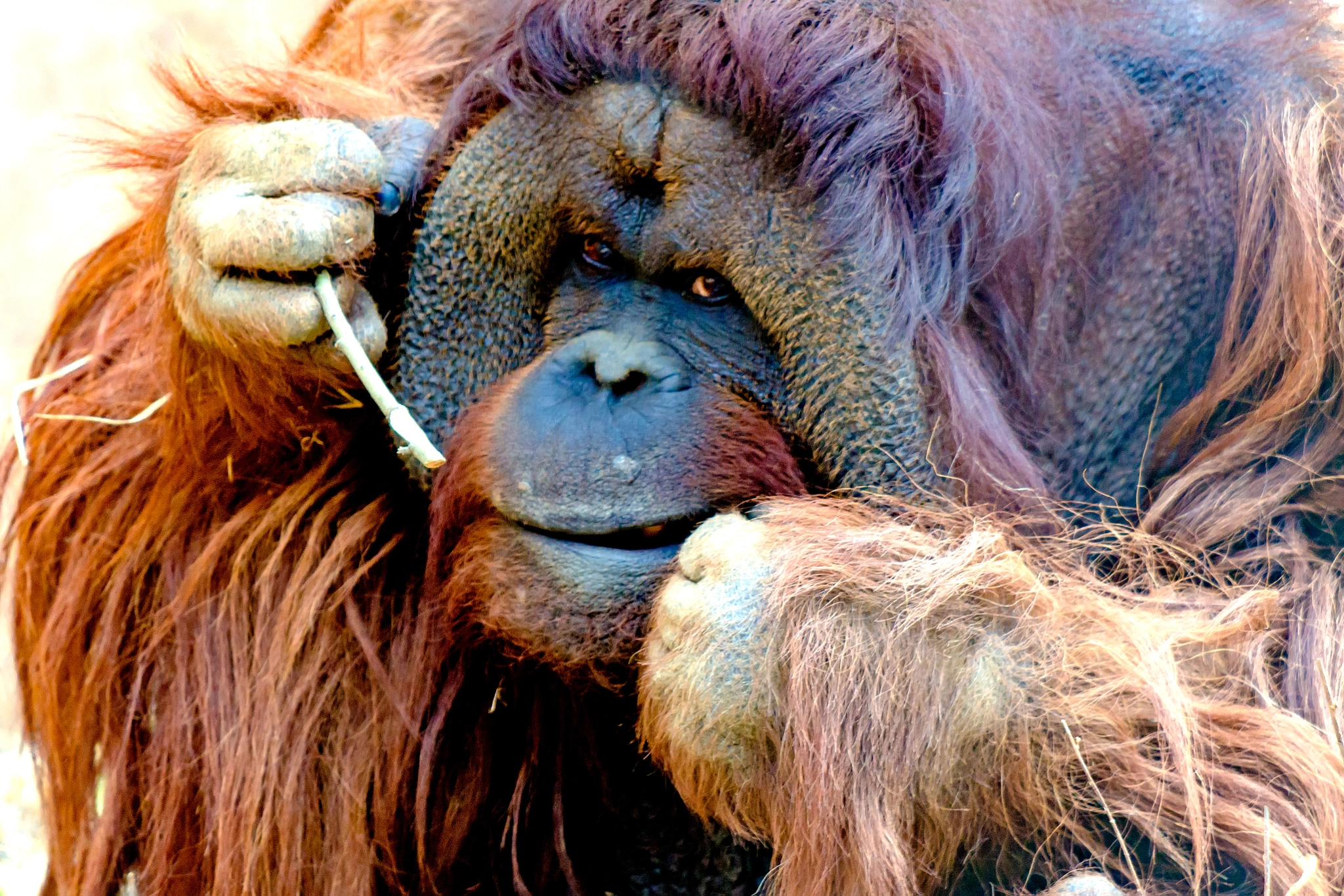 Nikon D7000 + Nikon AF-S Nikkor 70-200mm F2.8G ED VR sample photo. Male bornean orangutan, robin photography