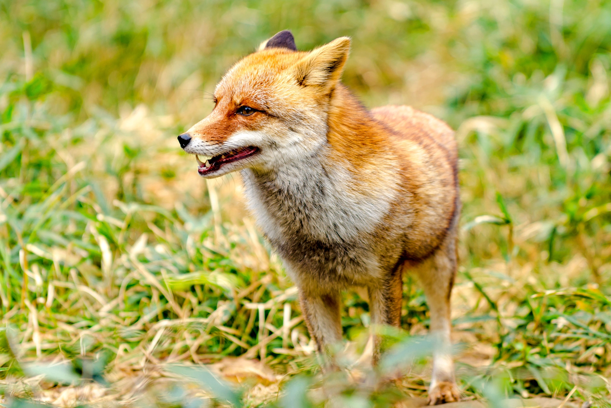 Nikon D7000 sample photo. Male japanese red fox, koushiro photography