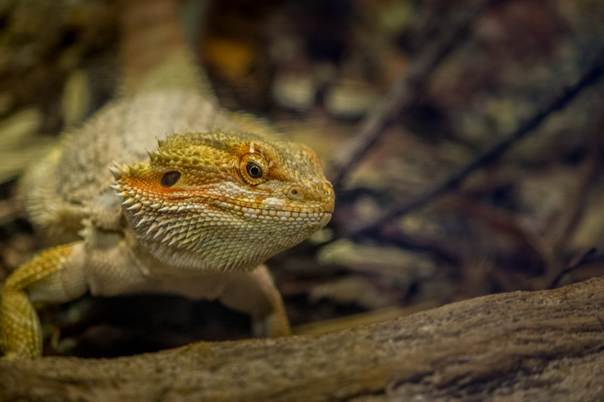 Canon EOS 750D (EOS Rebel T6i / EOS Kiss X8i) + Canon EF-S 55-250mm F4-5.6 IS II sample photo. Lizards of netherlands photography