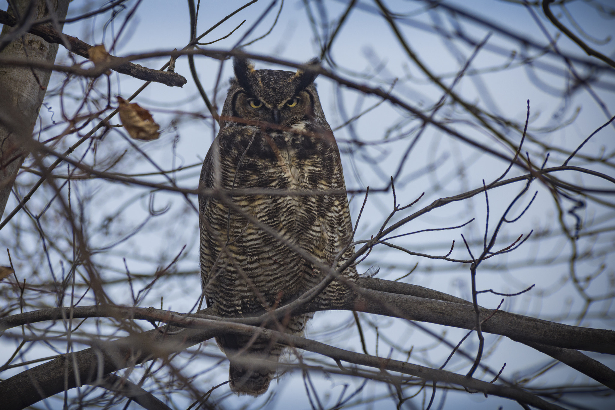 Nikon D7200 sample photo. Great horned owl in a tree photography