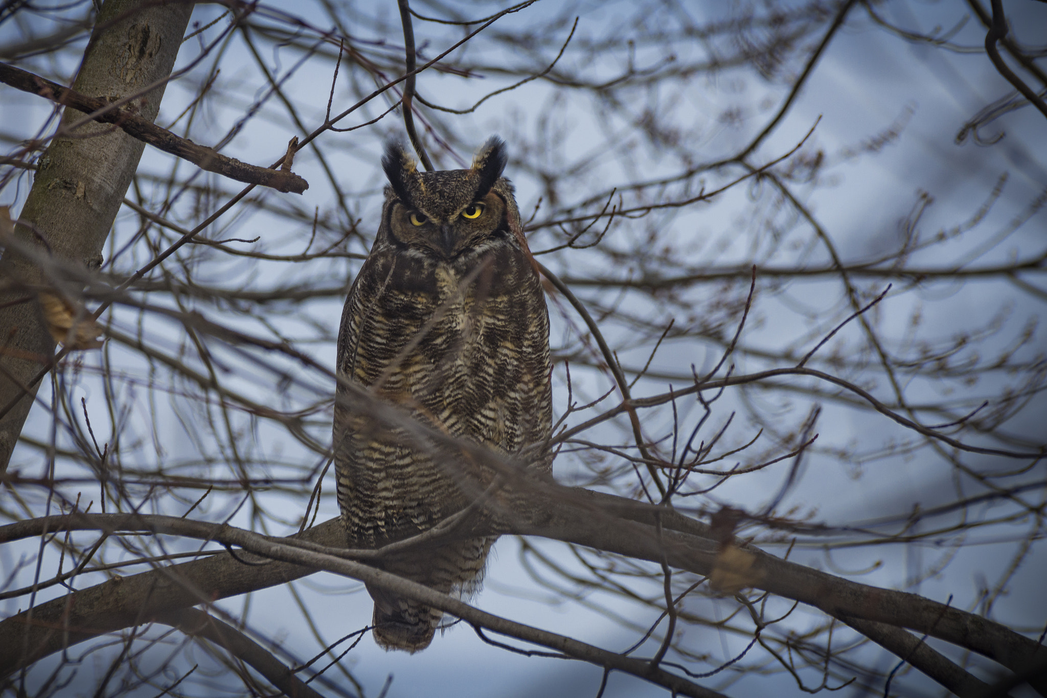 Nikon D7200 sample photo. Great horned owl in a tree photography