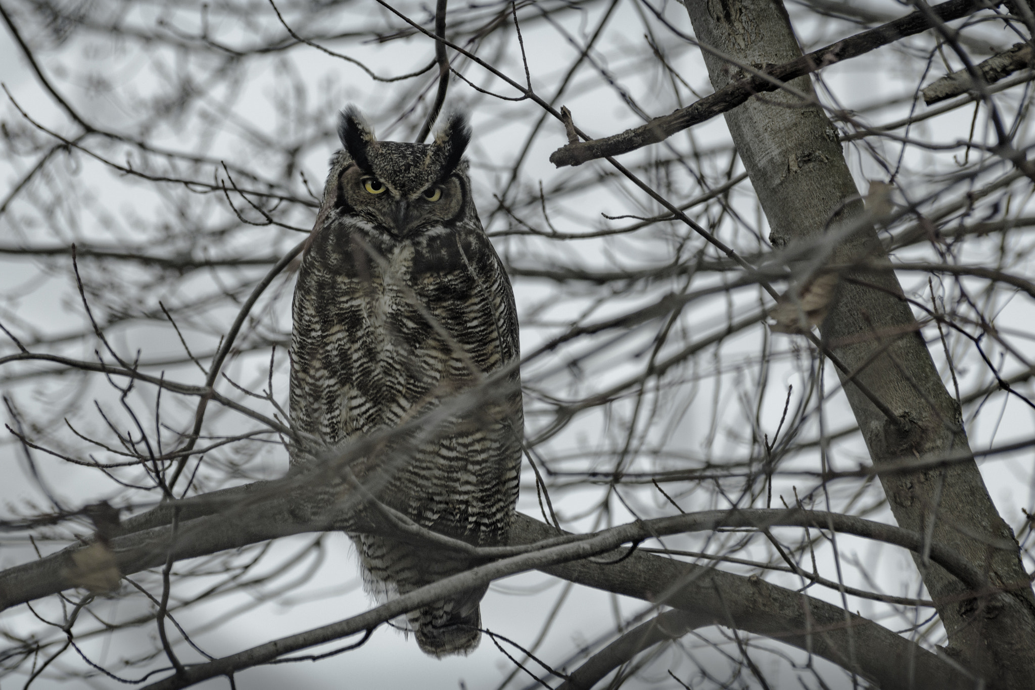 Nikon D7200 sample photo. Great horned owl in a tree photography
